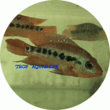 Festae cichlid care sale